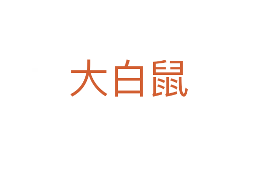 大白鼠